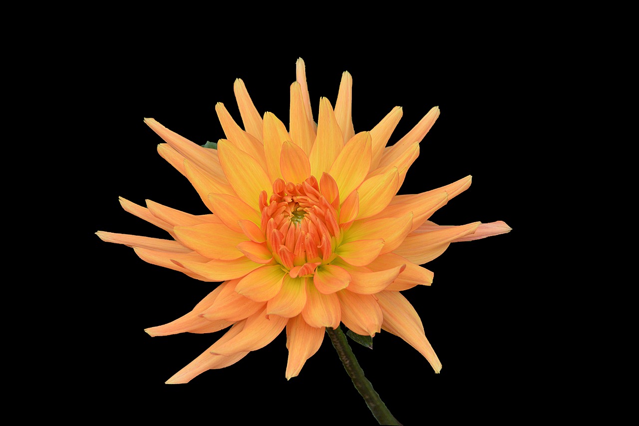 chrysanthemum flower petals free photo