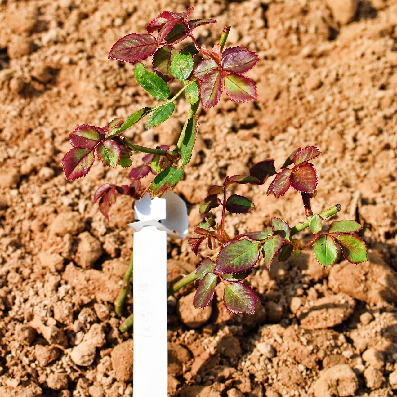 chrysanthemum plant soil free photo