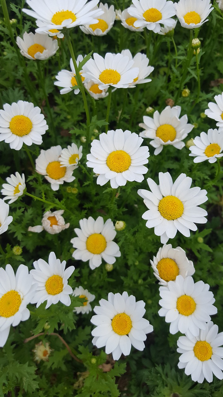 chrysanthemum kogiku white flowers free photo