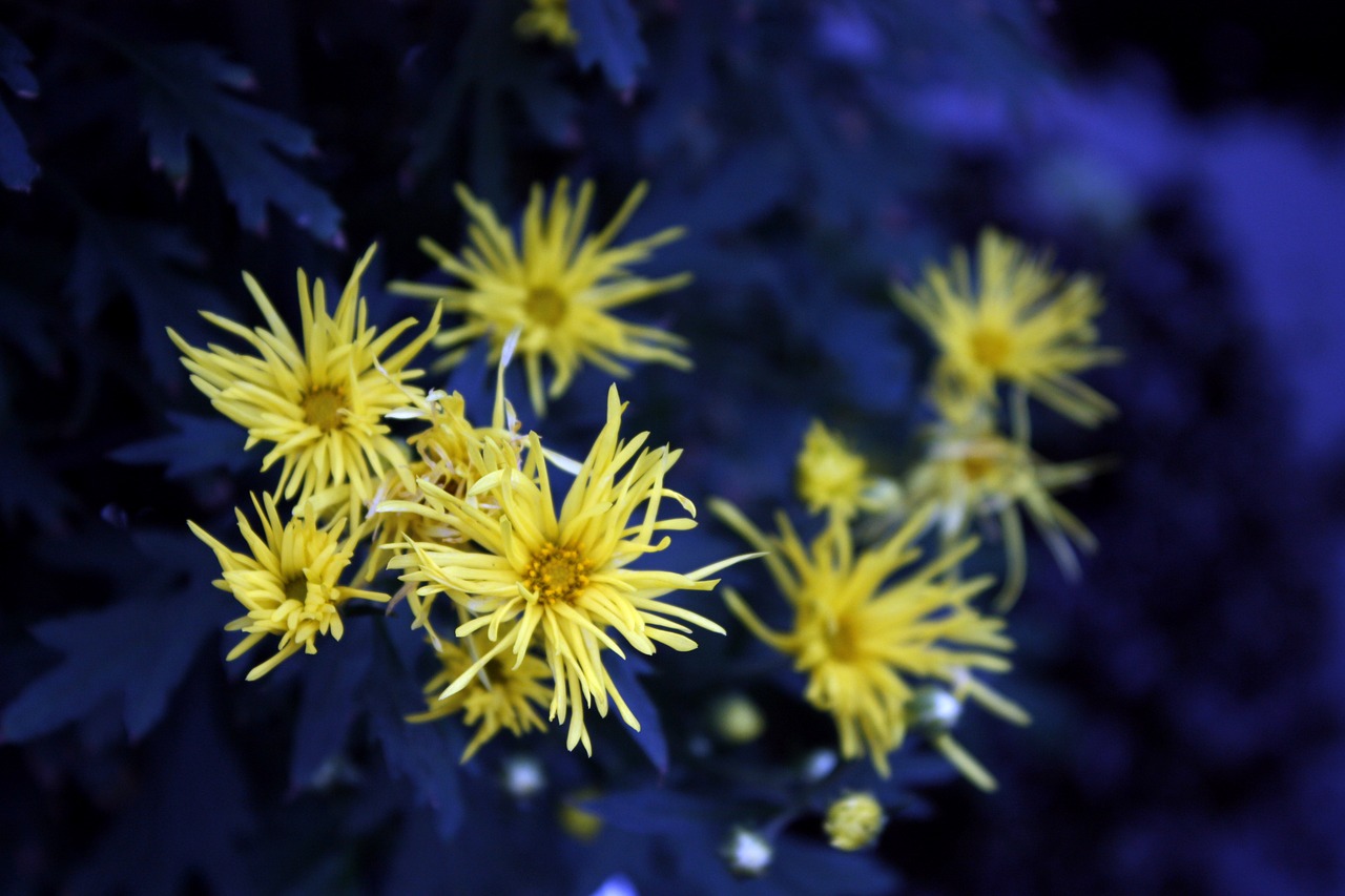 chrysanthemum yellow crowding free photo