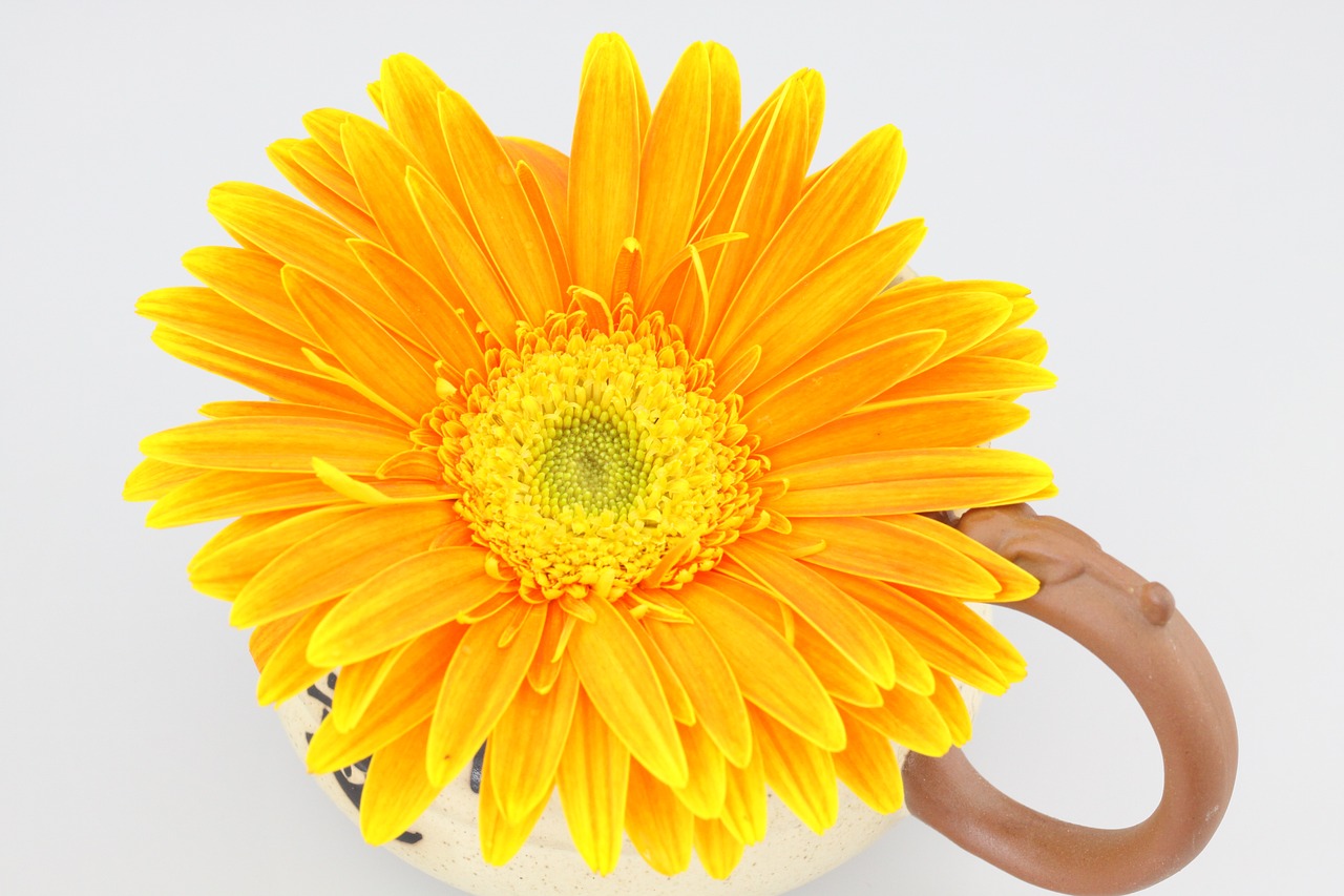 chrysanthemum orange flower free photo