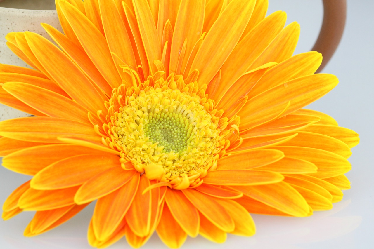 chrysanthemum flower orange free photo