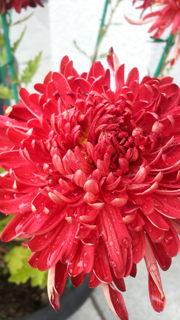 chrysanthemum flowers plants free photo