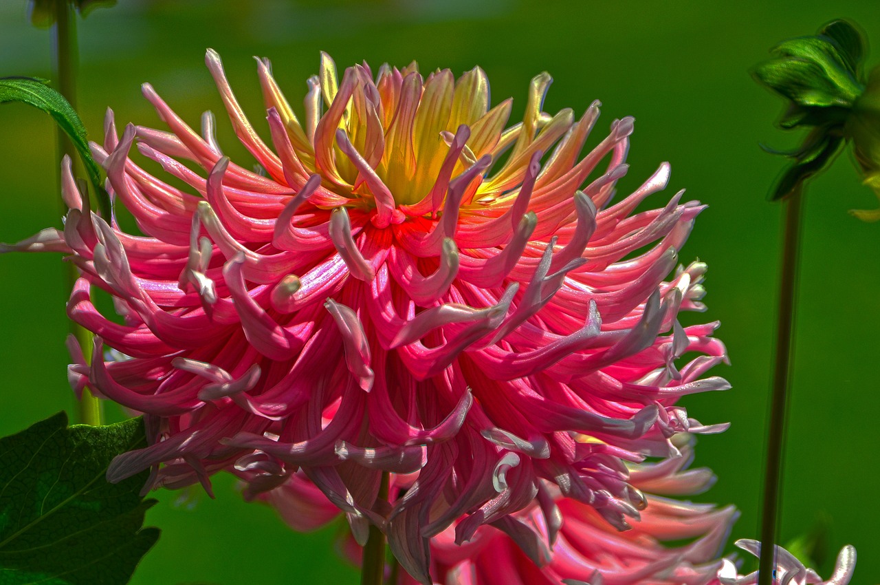 chrysanthemum blossom bloom free photo