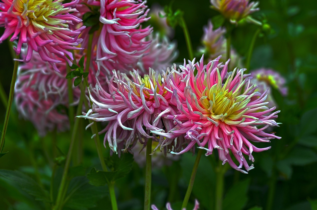 chrysanthemum blossom bloom free photo