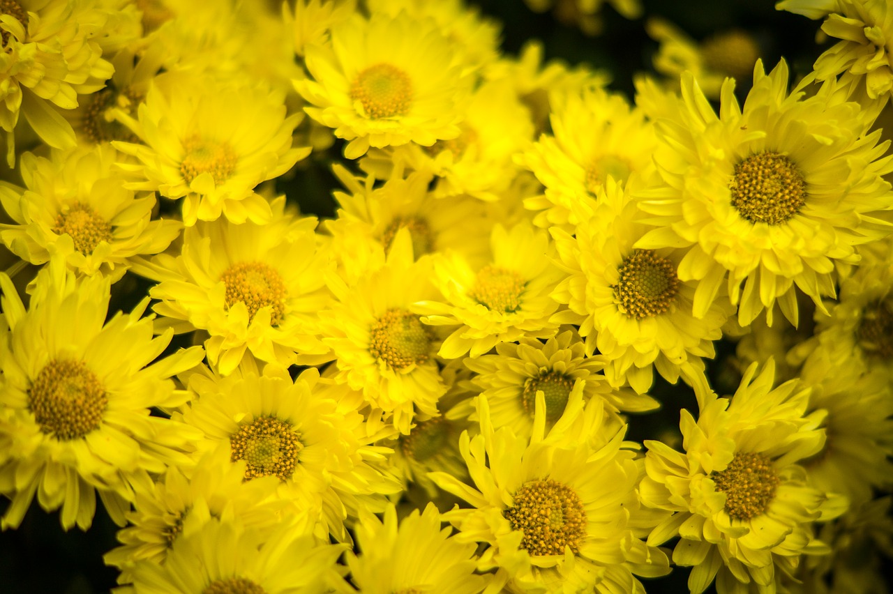 chrysanthemum yellow flowers free photo