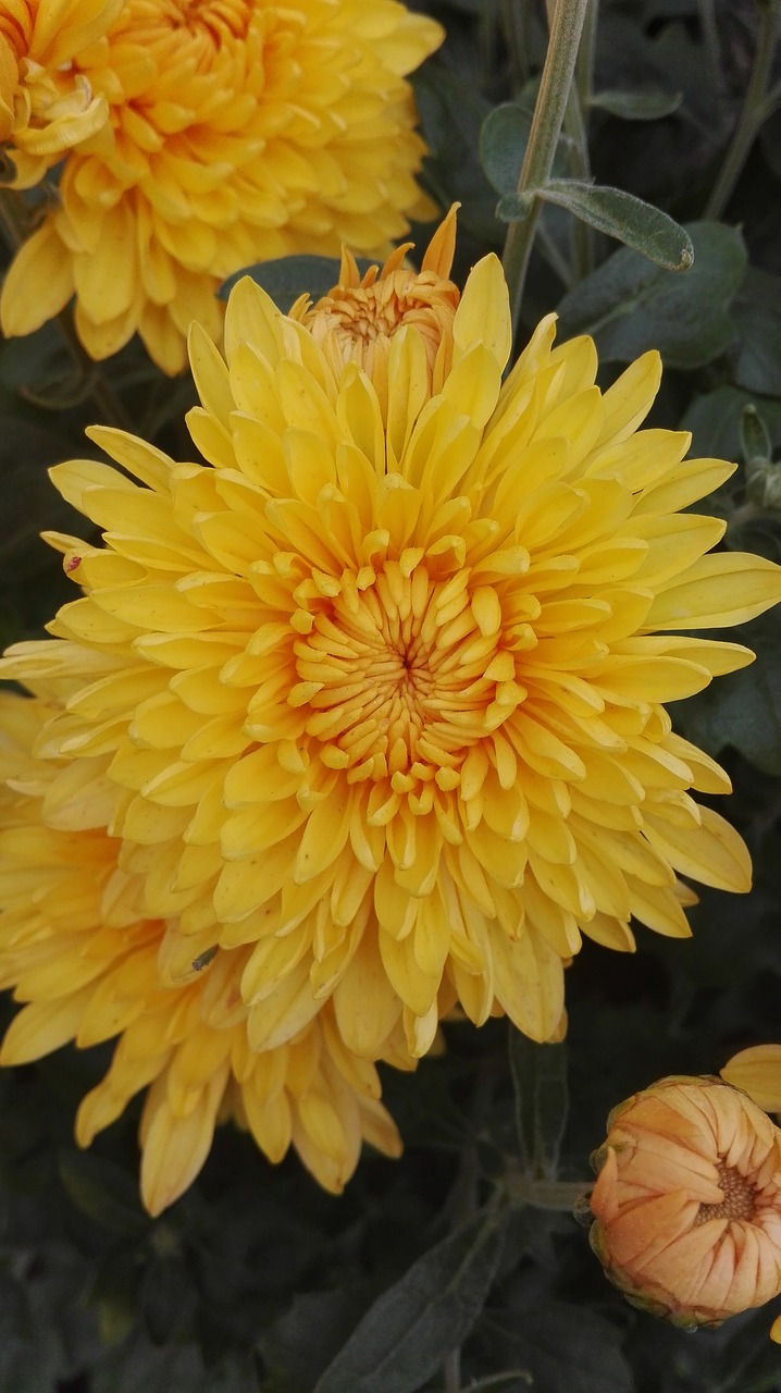 chrysanthemum flowers nature free photo