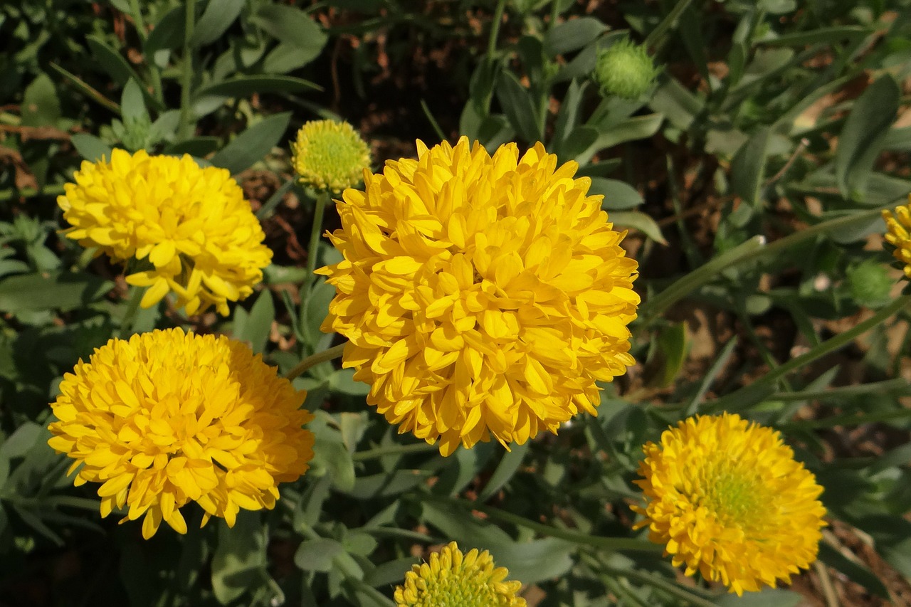 chrysanthemum yellow sevanthi free photo