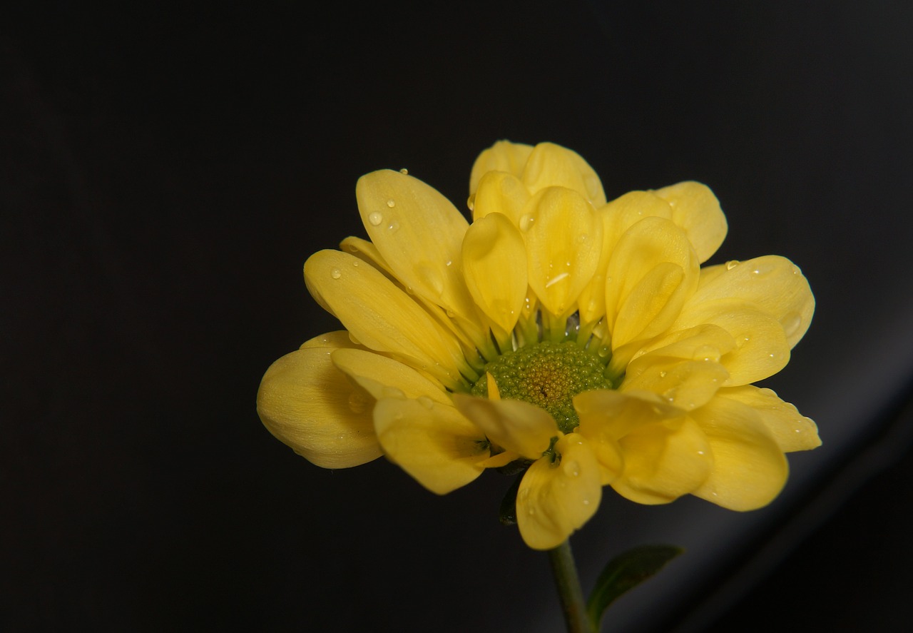 chrysanthemum yellow daisies natural free photo