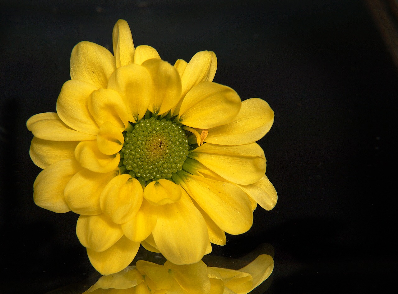 chrysanthemum yellow daisies yellow free photo