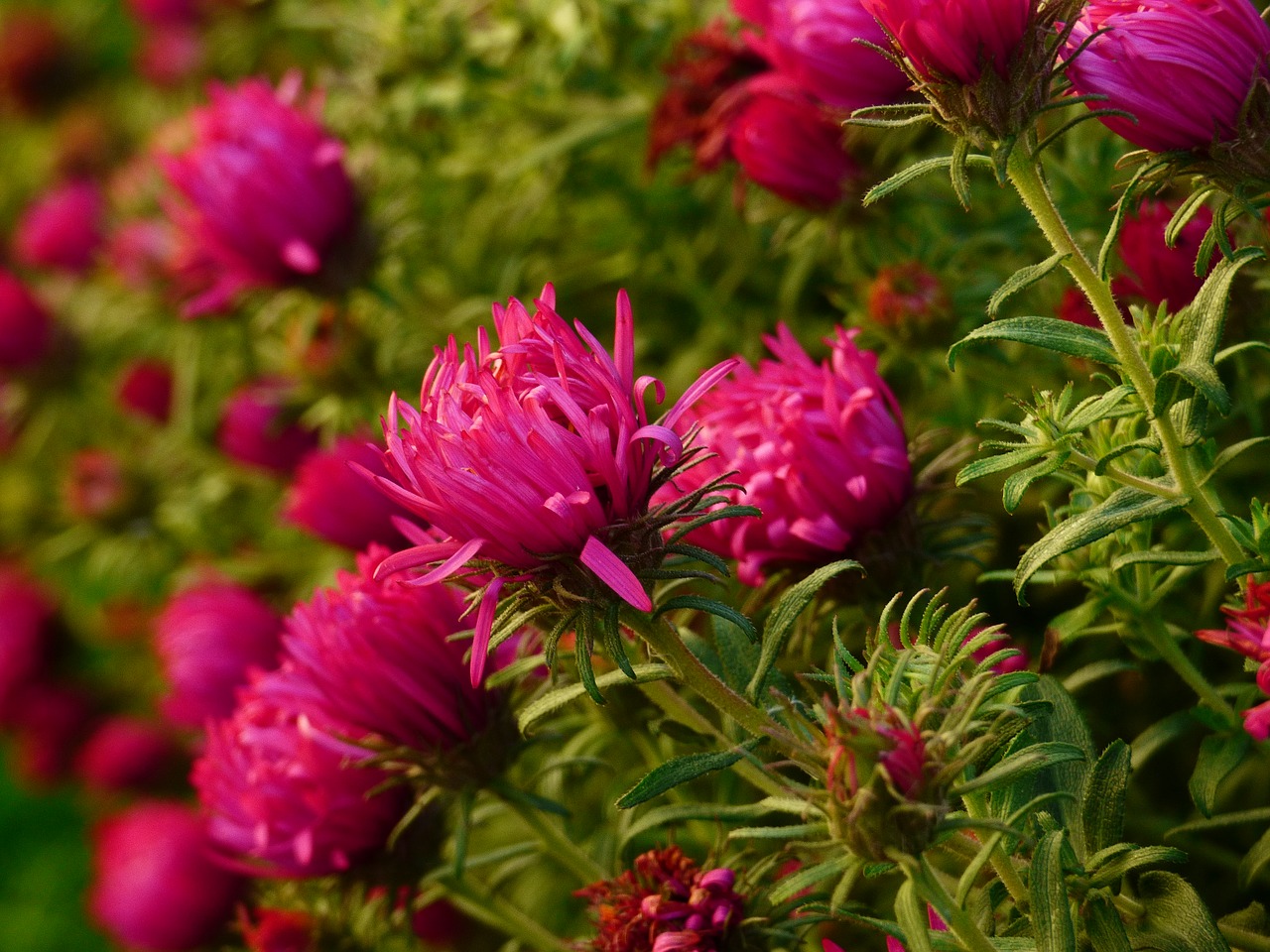 chrysanthemum kríčková plant free photo