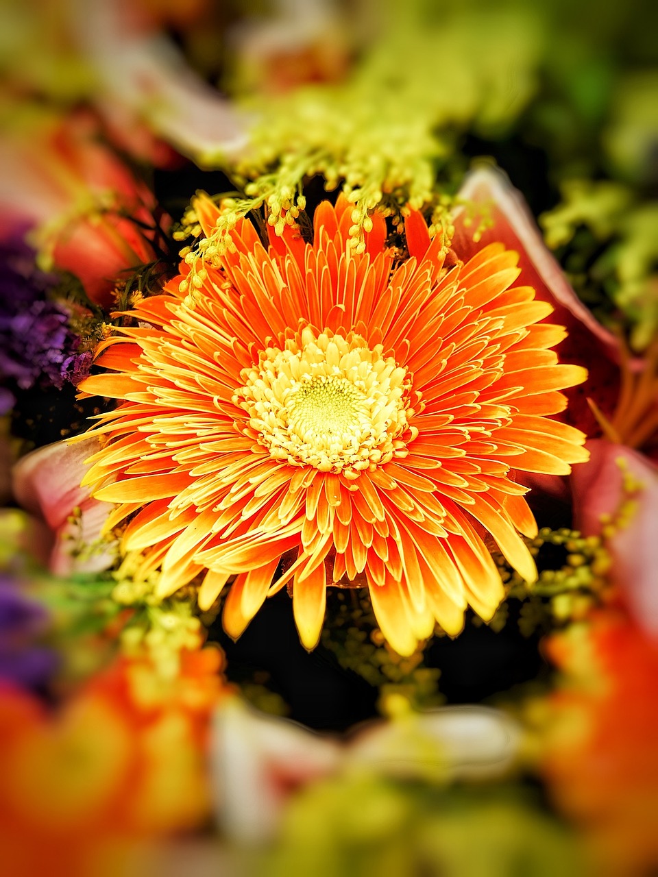 chrysanthemum gerbera flower free photo