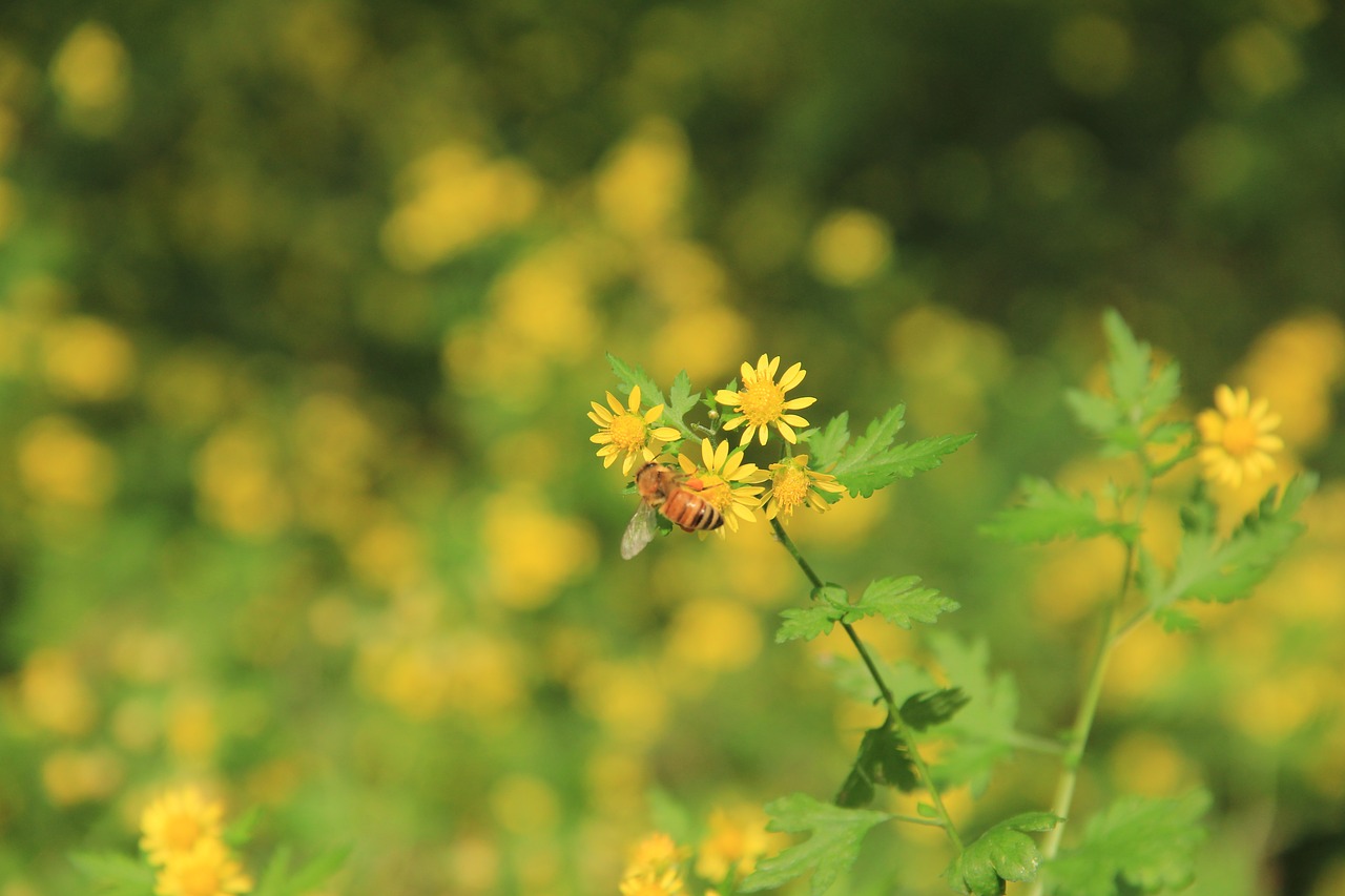 chrysanthemum yellow bee free photo