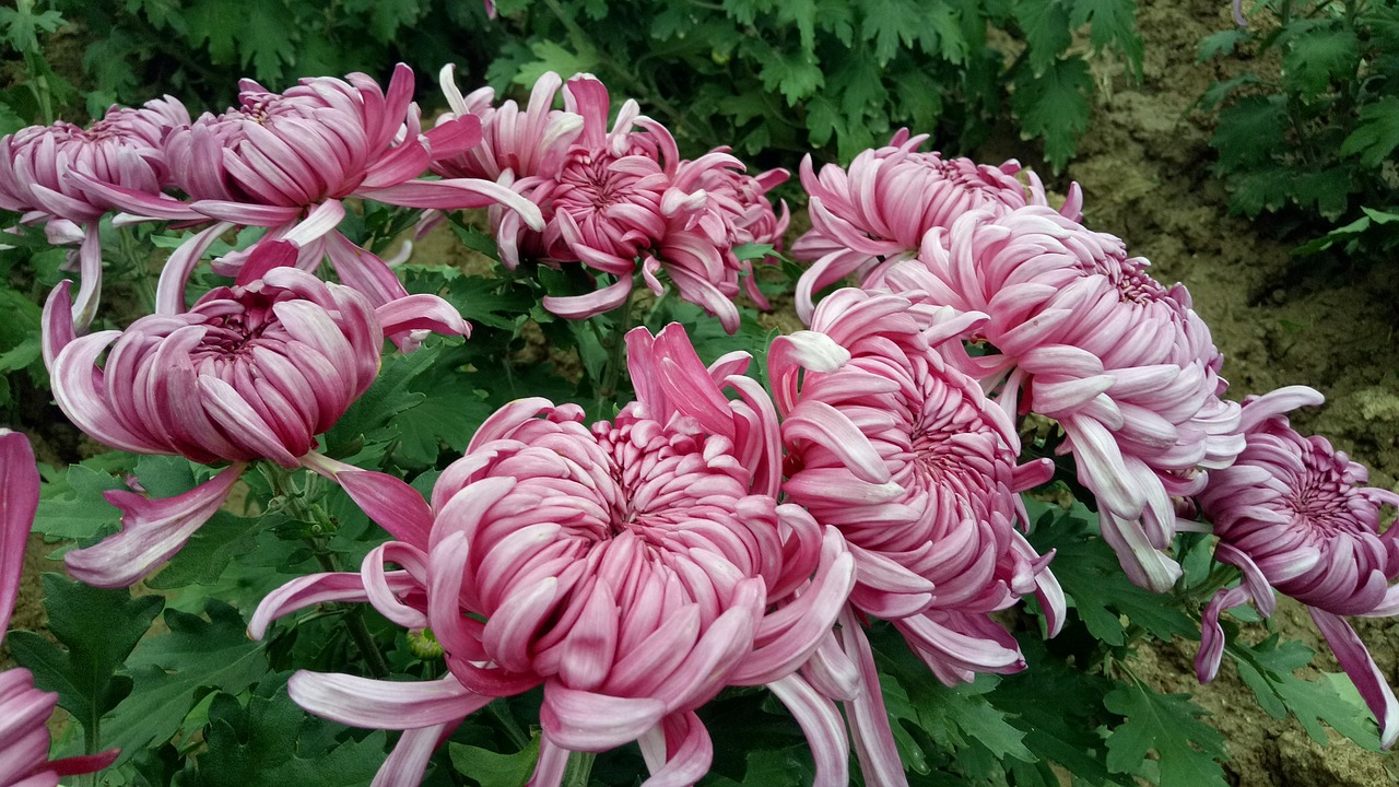 chrysanthemum autumn red free photo