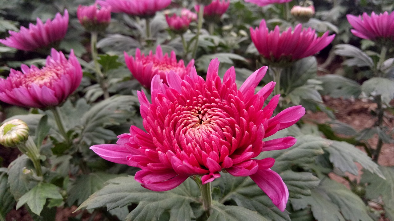 chrysanthemum autumn red free photo