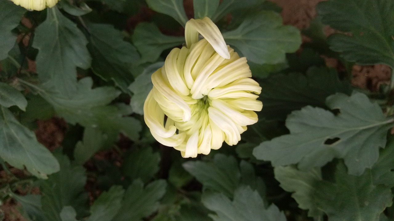 chrysanthemum autumn yellow free photo