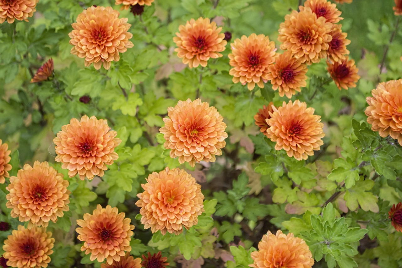 chrysanthemum flowers colour free photo