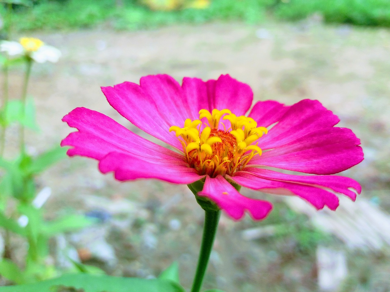 chrysanthemum stamens flower free photo