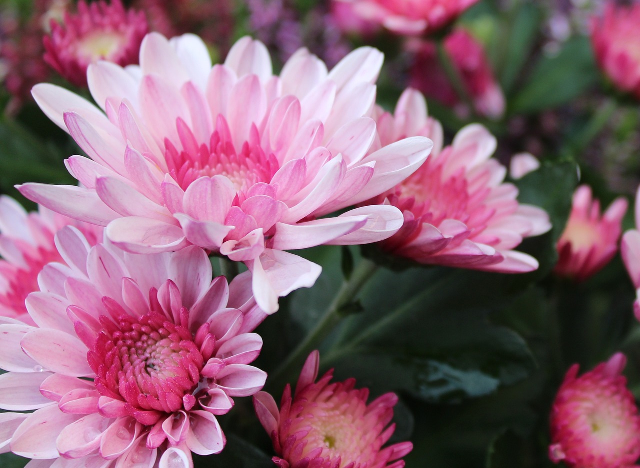 chrysanthemum flowers pink flower free photo