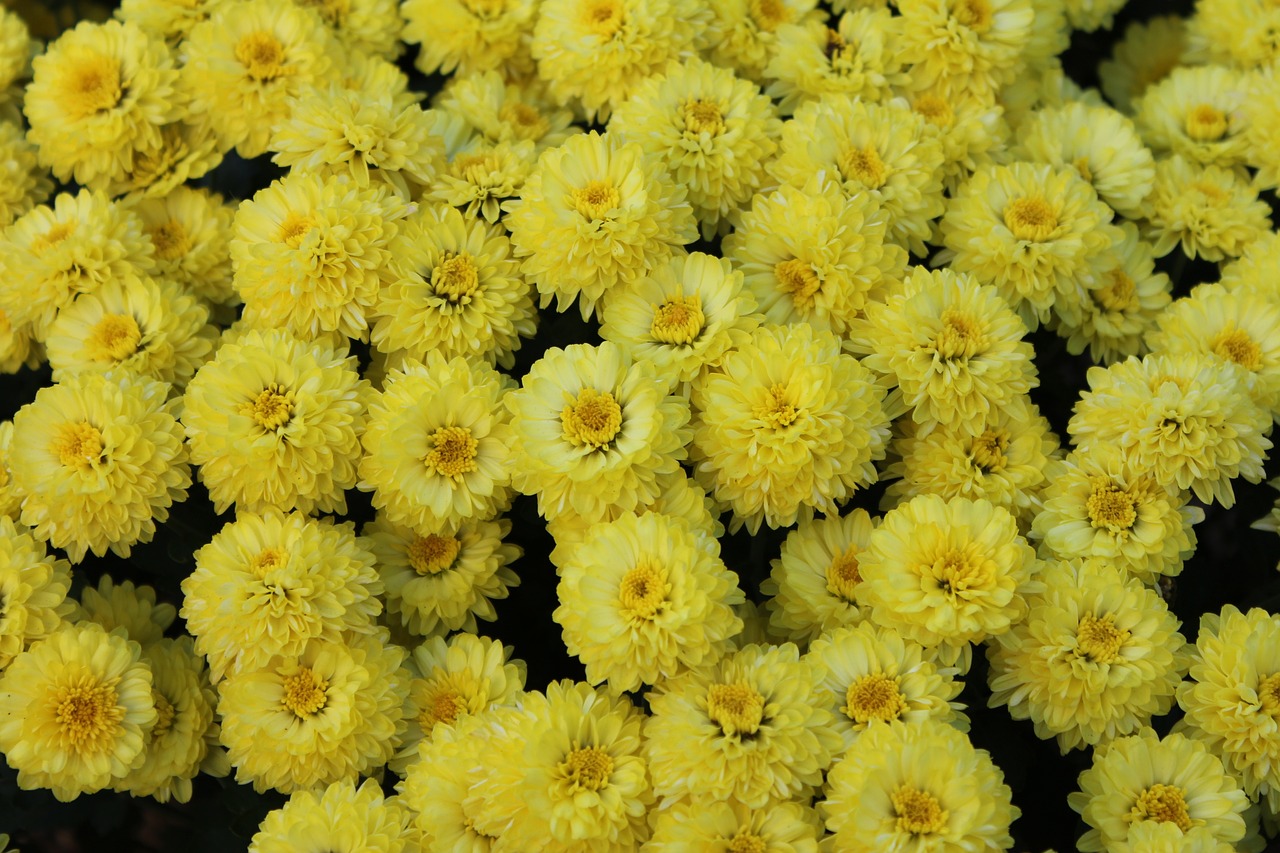 chrysanthemum flowers yellow flower free photo
