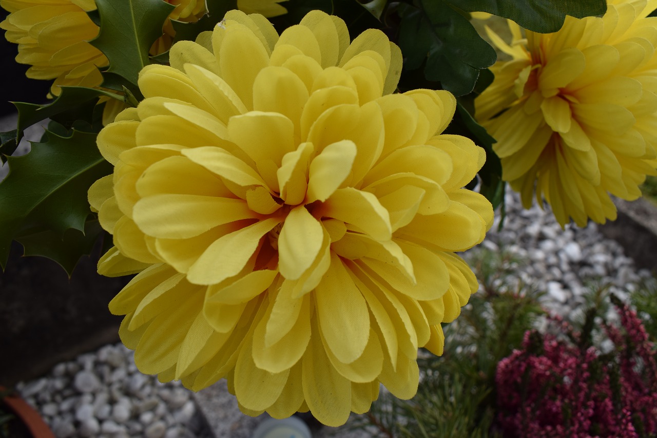 chrysanthemum yellow flower free photo