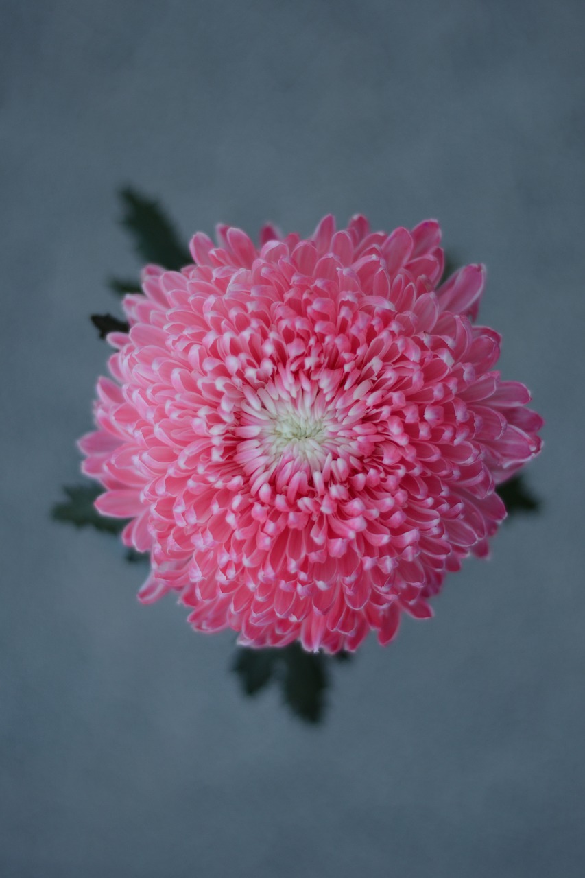 chrysanthemum flower cosmos free photo