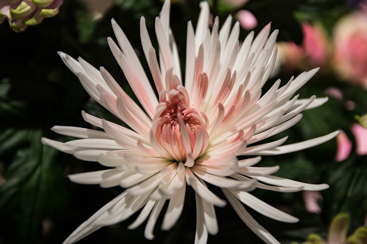 chrysanthemum flower blossom free photo