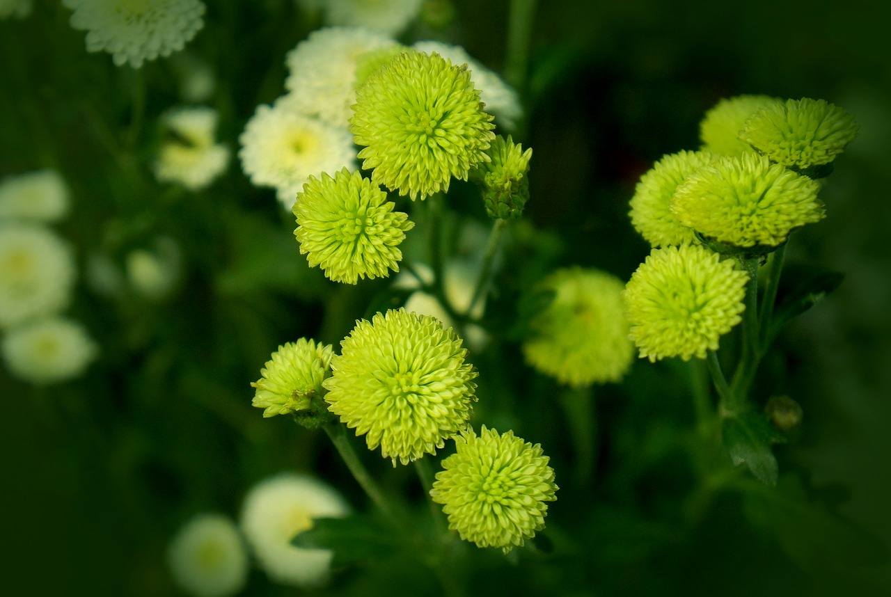 chrysanthemum cuc bi blue daisy free photo