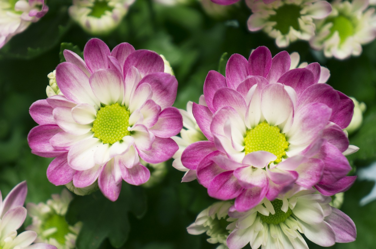 chrysanthemum pink purple natural free photo