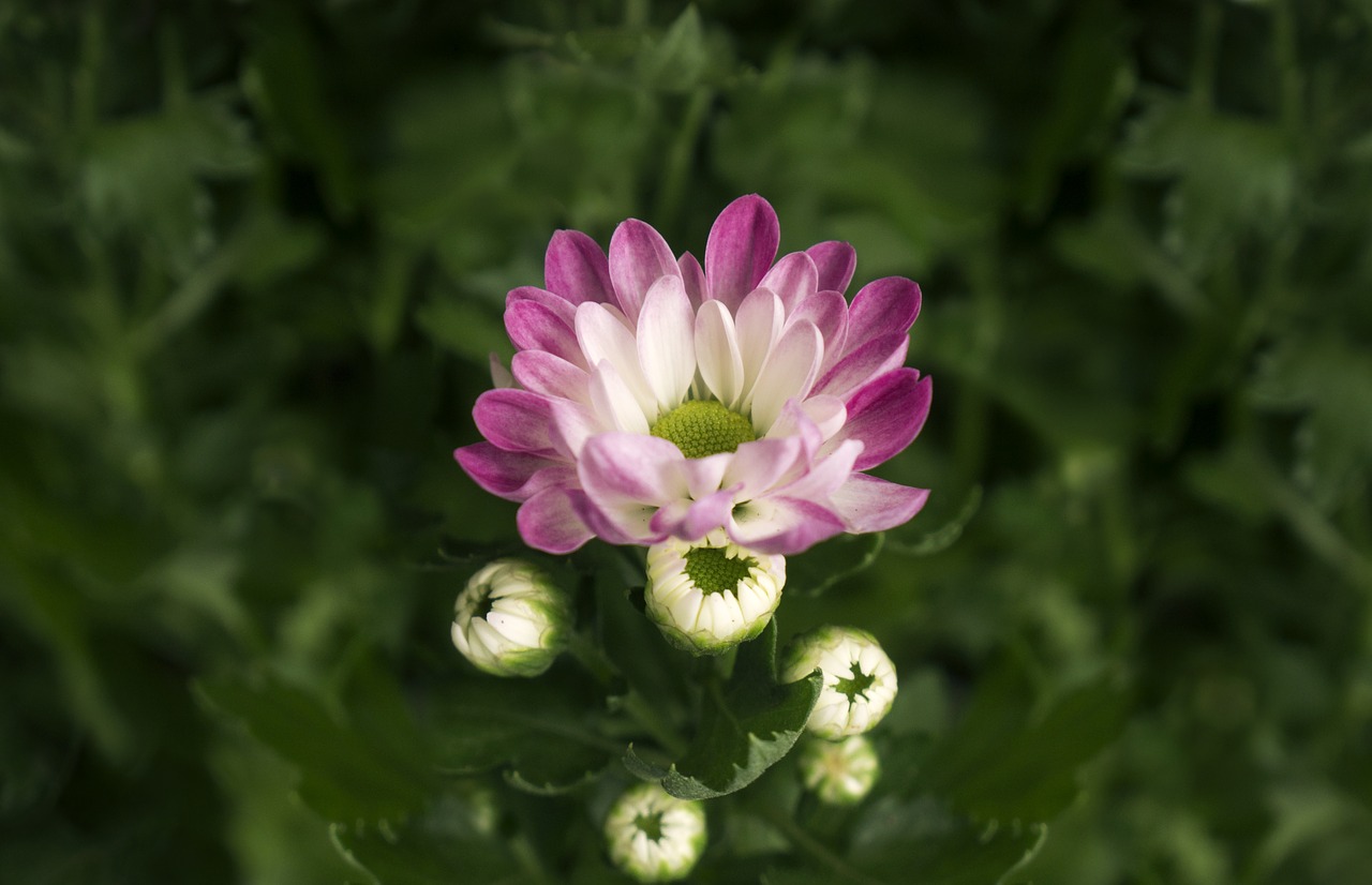 chrysanthemum pink purple natural free photo