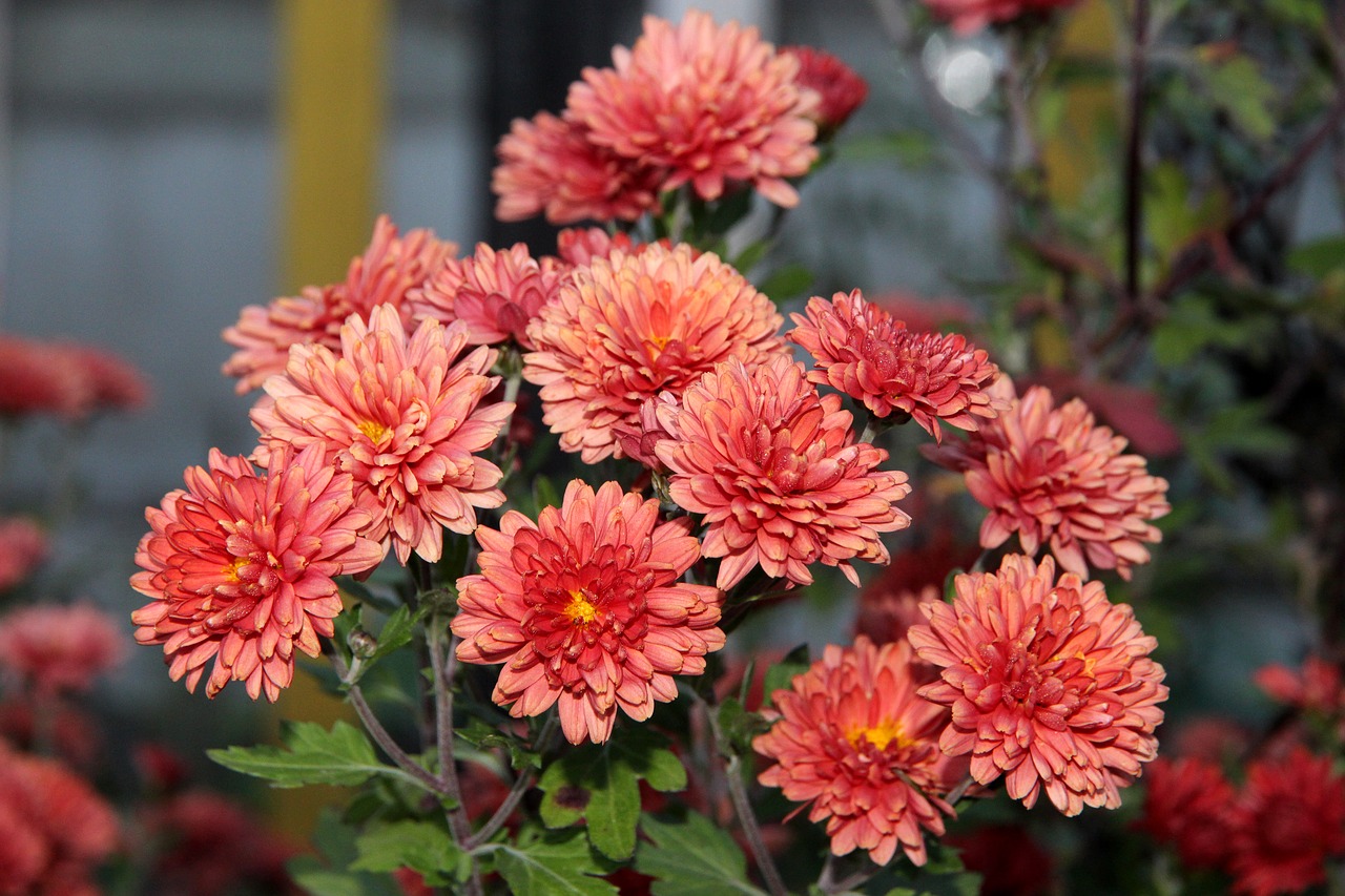 chrysanthemum  flower  nature free photo