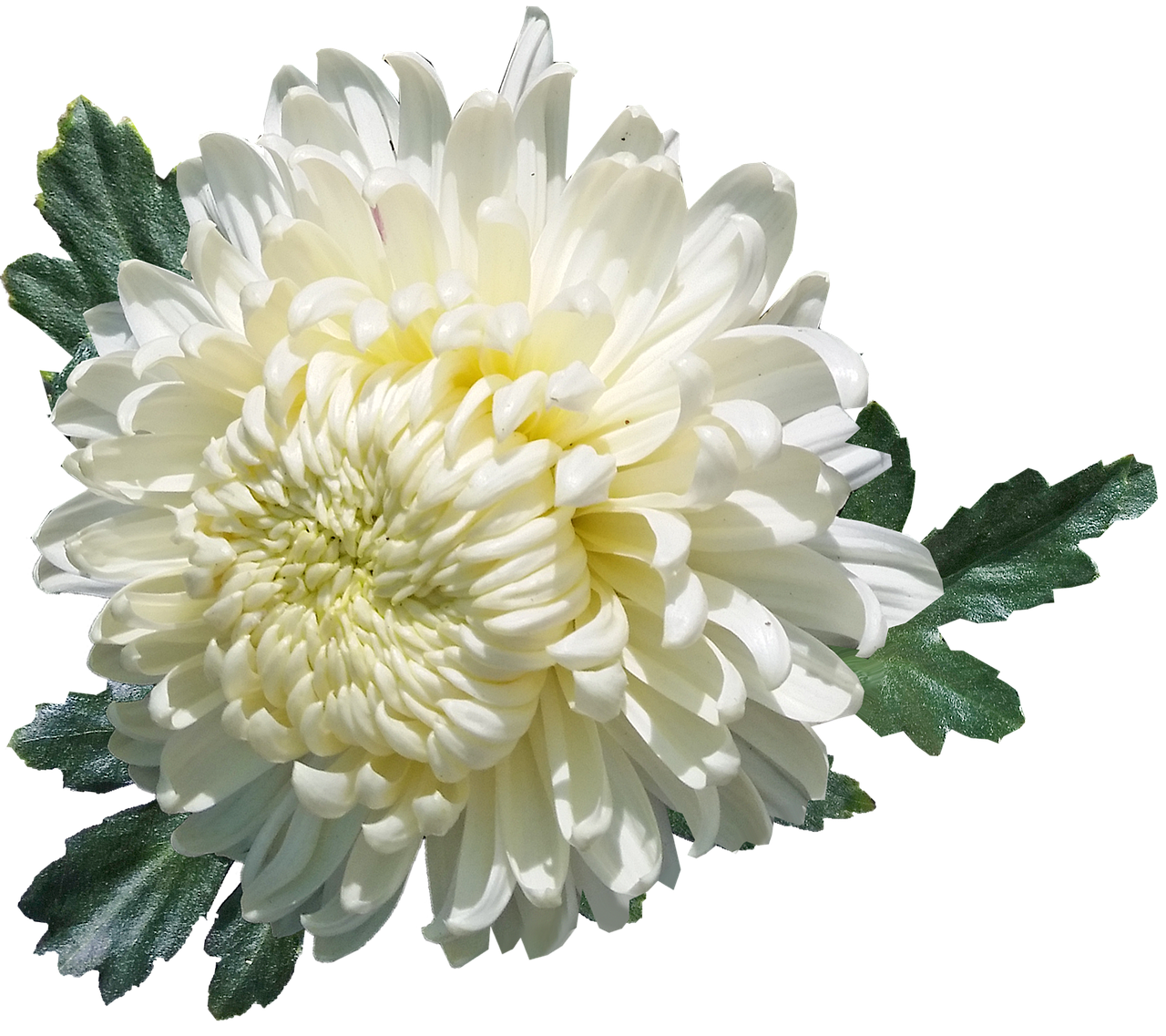 chrysanthemum  white  flower free photo