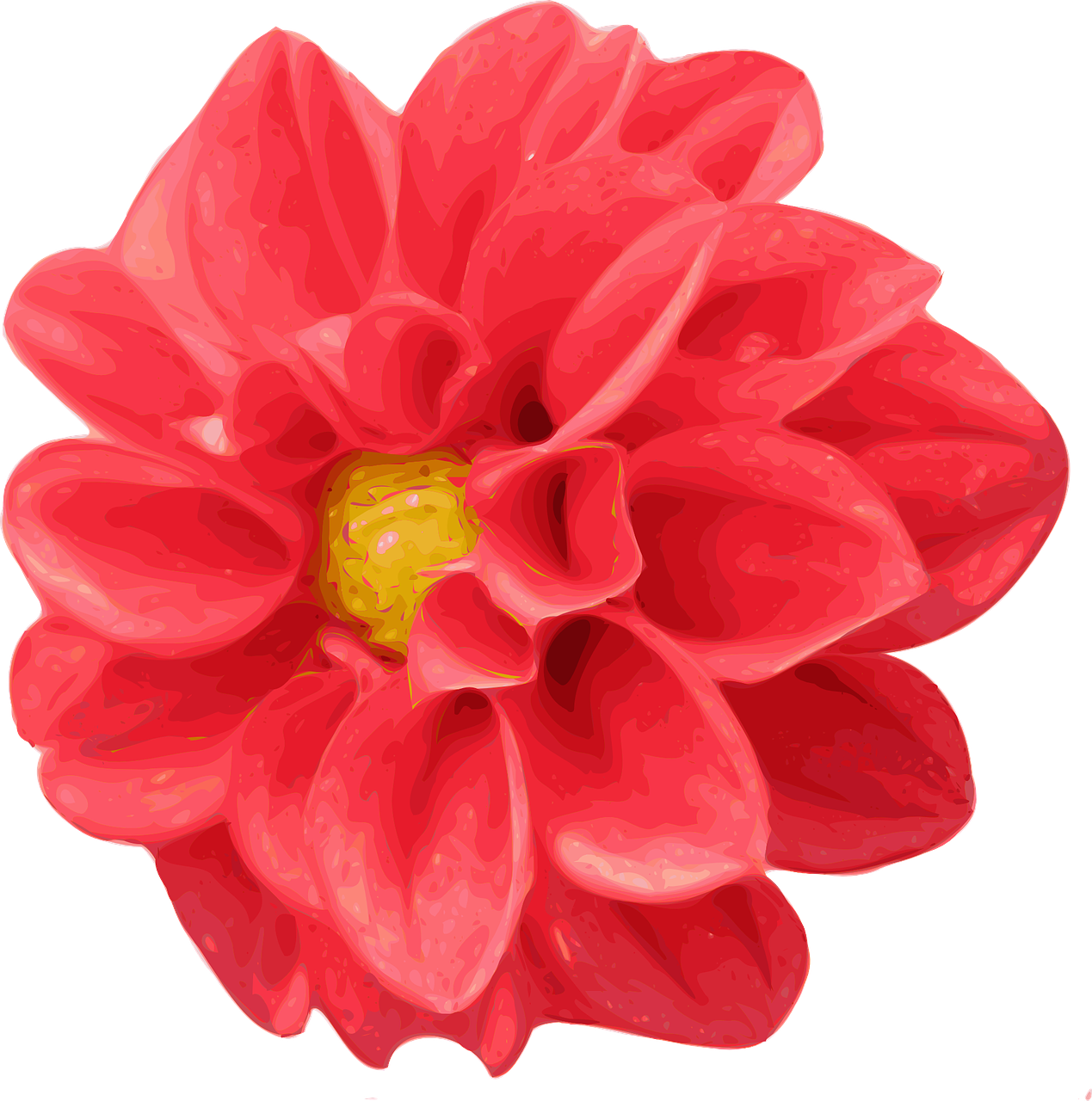 chrysanthemum dahlia red free photo
