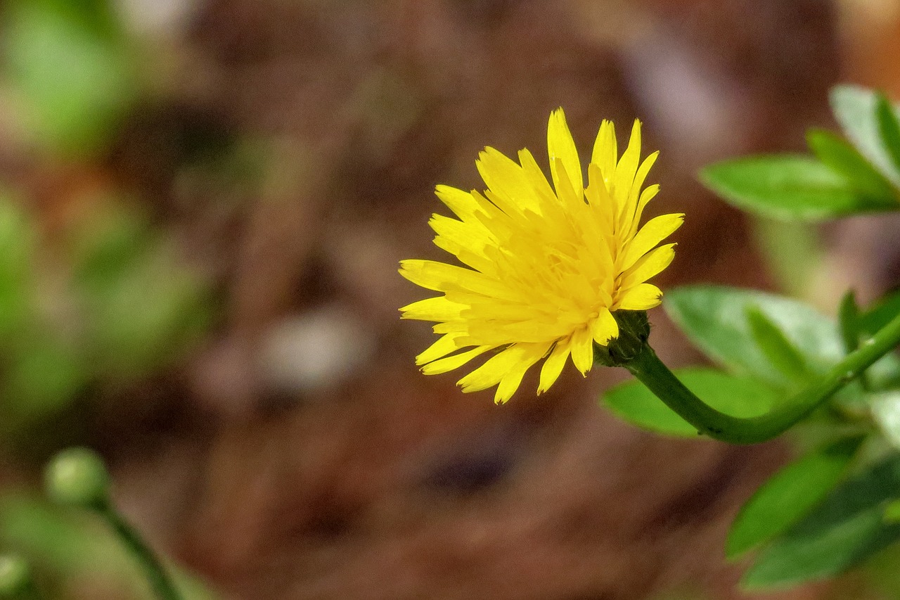 chrysanthemum  xie  plant free photo