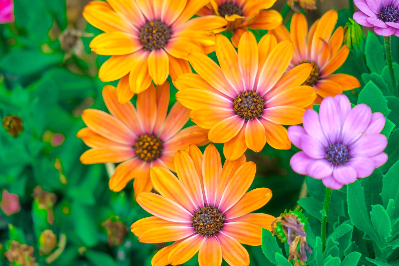 chrysanthemum  xie  natural free photo