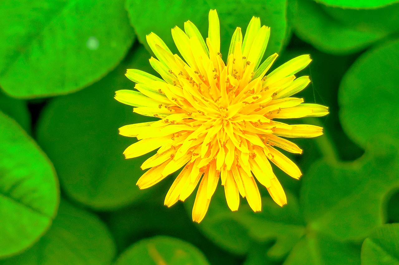 chrysanthemum  xie  natural free photo