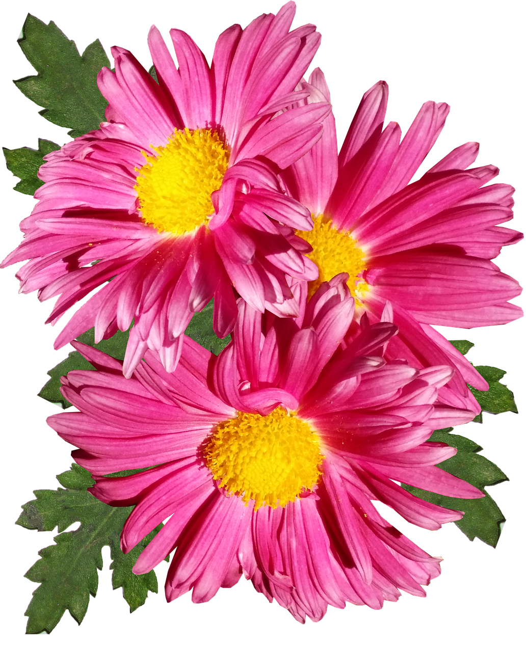 chrysanthemum  pink  flower free photo