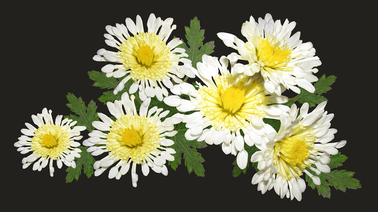 chrysanthemum  arrangement  flowers free photo