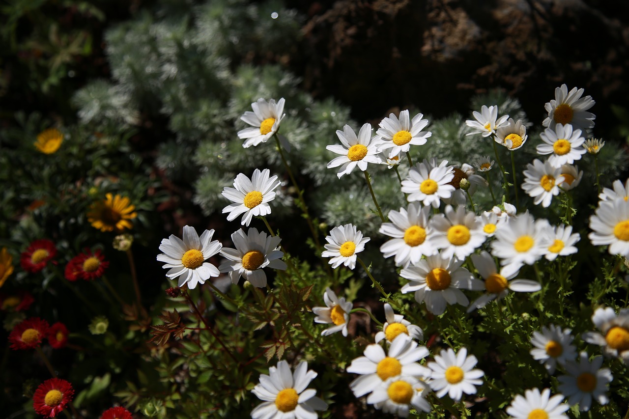 chrysanthemum  daisy  gujeolcho free photo