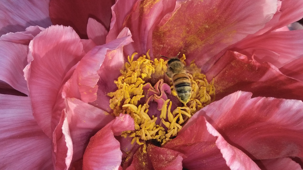 chrysanthemum  pistil  pink flower free photo