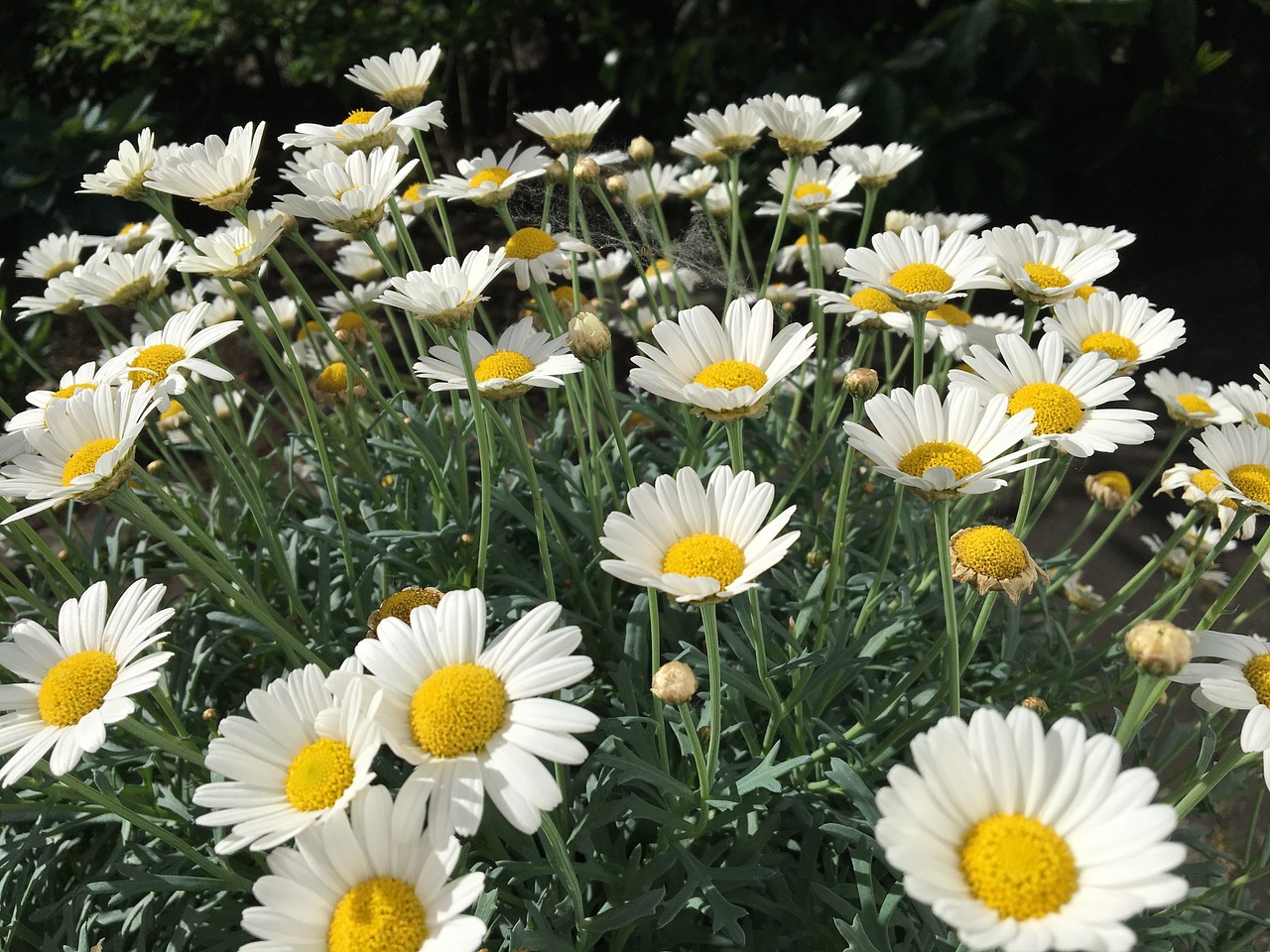 chrysanthemum  garden  flower free photo