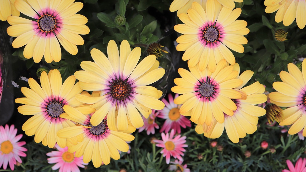 chrysanthemum  yellow flower  pattern free photo