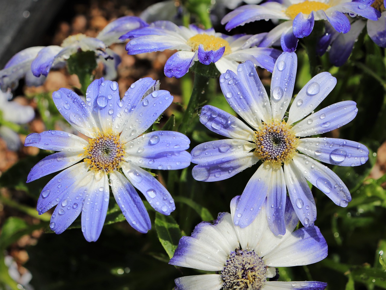 chrysanthemum  trickle  flowers free photo