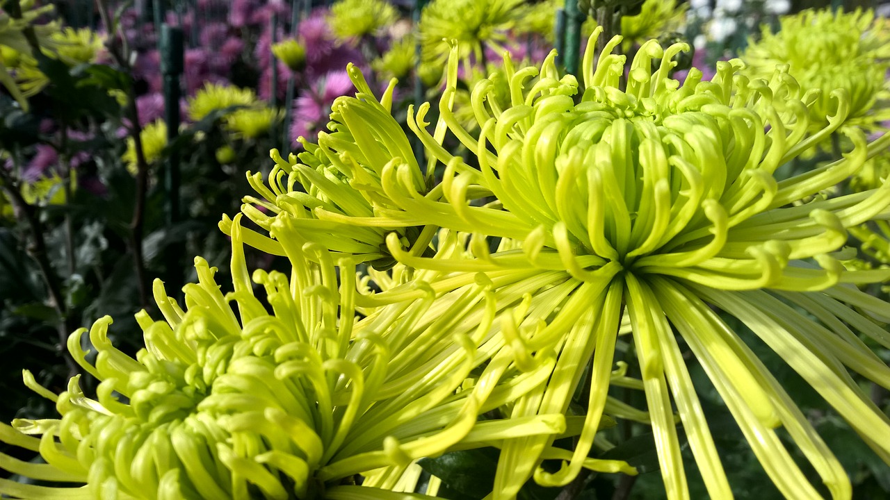 chrysanthemum  green  bloom free photo