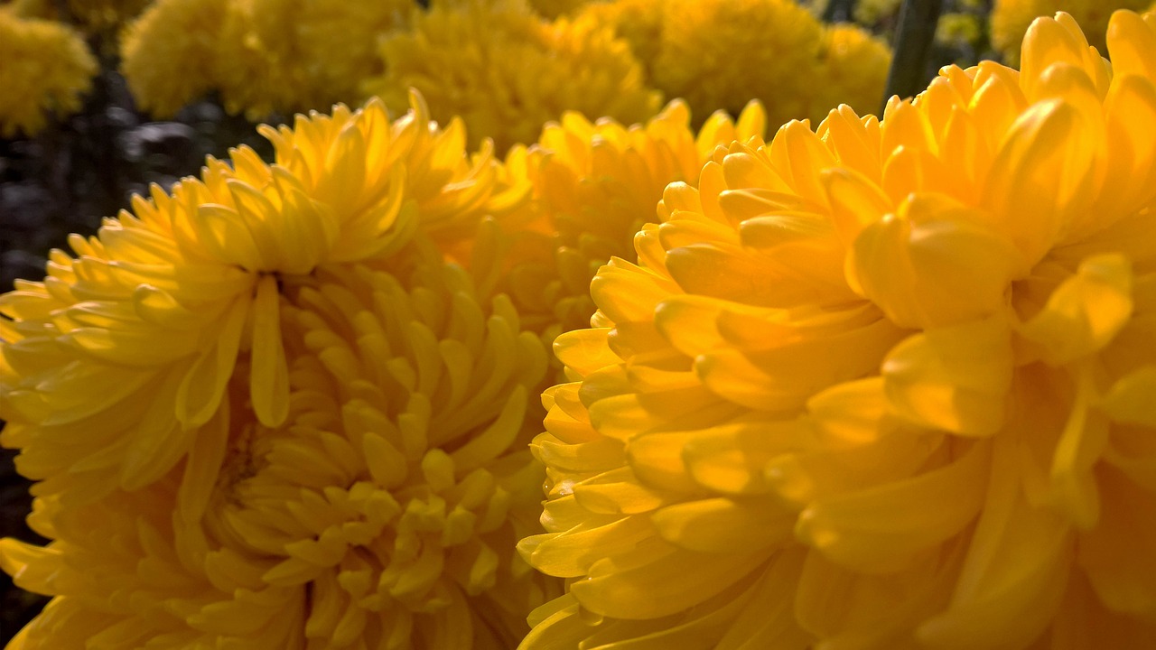 chrysanthemum  autumn  yellow free photo