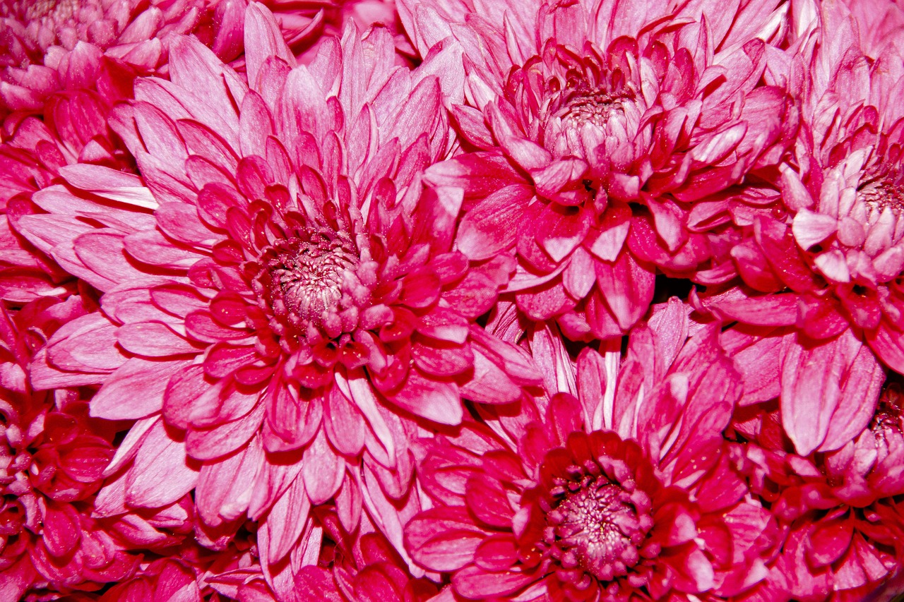 chrysanthemum  flowers  macro free photo