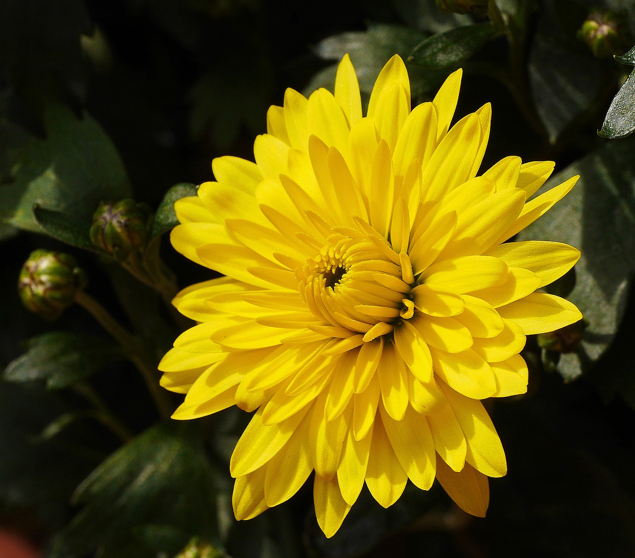 chrysanthemum  blossom  bloom free photo