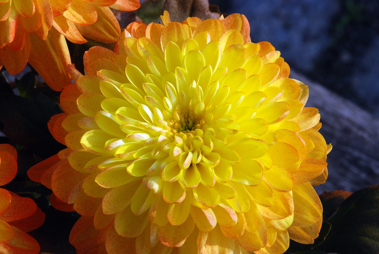 chrysanthemum  yellow  flowers free photo