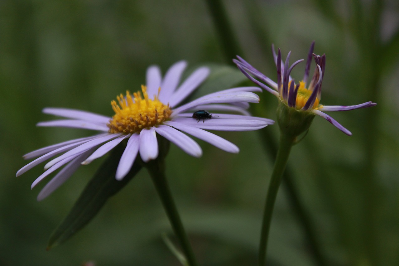 chrysanthemum  garden  nature free photo