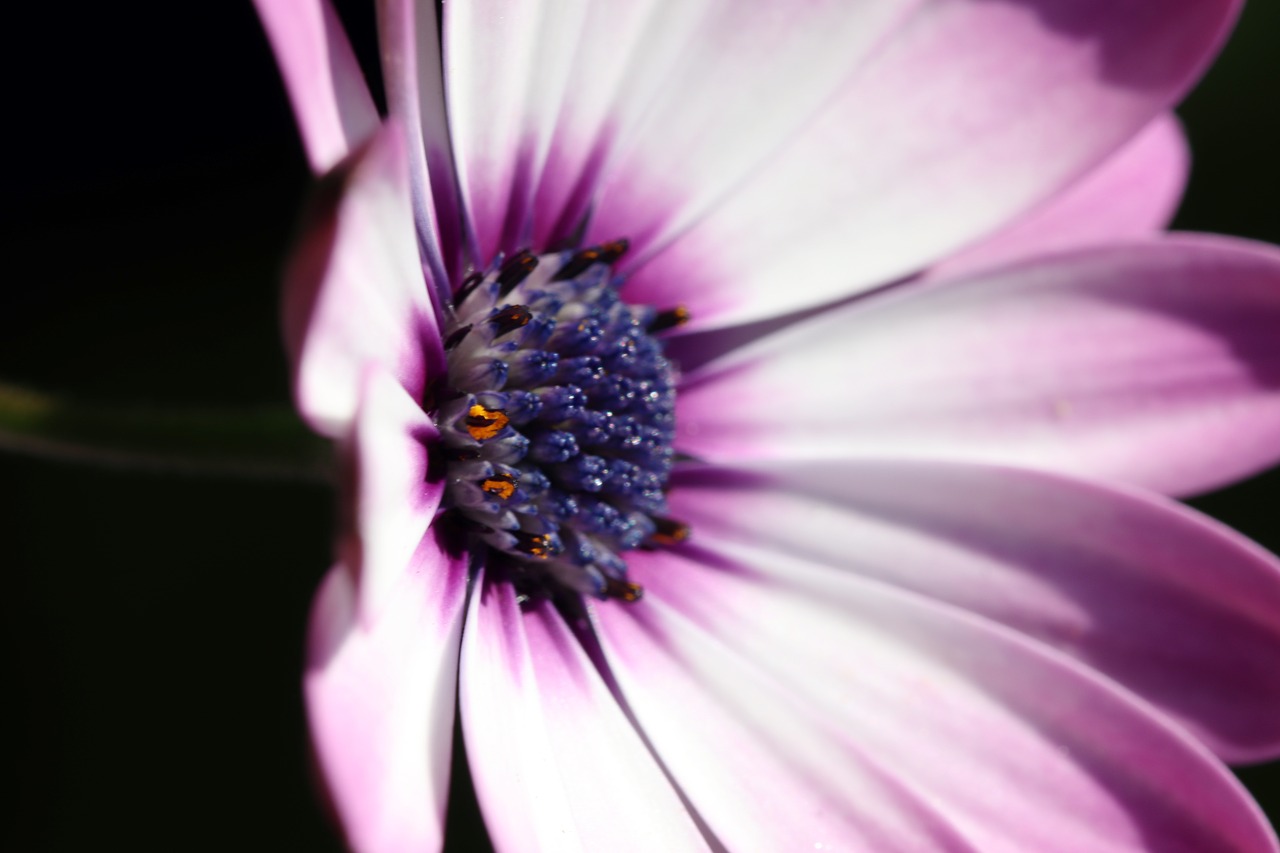 chrysanthemum  atmosphere  autumn free photo